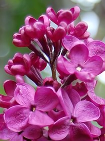 我的丁香花儿