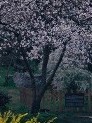 槐花树