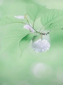 天兮幽月