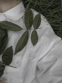 仙茶