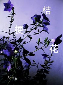 桔梗花eternal