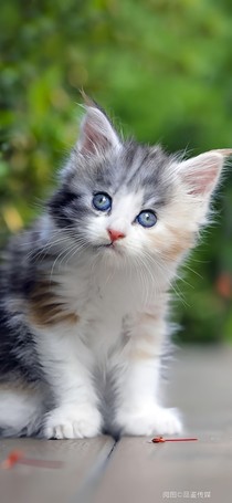 我在天堂遇见猫