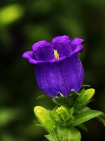 风铃花