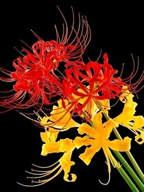 星辰底下觀彼岸
