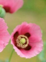 罂栗花