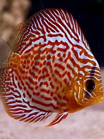 大海的魚