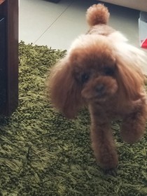 宠愿
