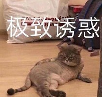 非人類觀察筆記