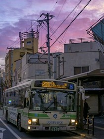 她与春日同生