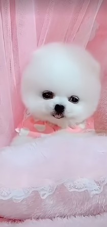 Tfboys之和妹妹是神仙