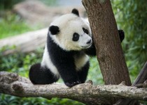 动物的图片
