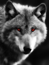 狼武士——血族战歌