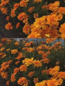 看繁花满地