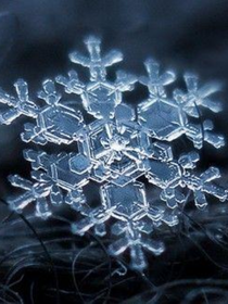 雪花，杀戮和爱