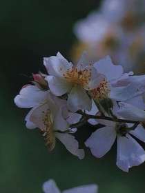零散瑶台