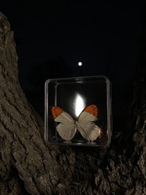 星星上的猫
