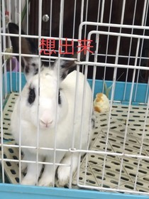 小兔子大冒險