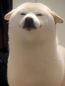 红茶纯茶