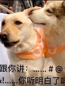 NPC：白月光朱砂痣