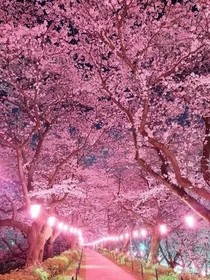 少年青春散