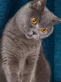 书名正在修改1603533173066890325