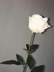 流年锦集