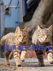 流浪猫王豹仔儿