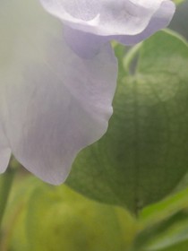 夢(mèng)在此間開(kāi)