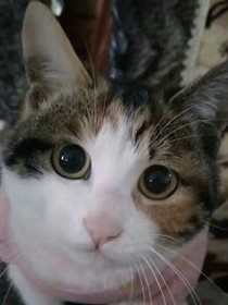 猫武士之雷拓