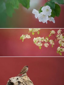 雨凝傳