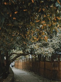 桂花魂