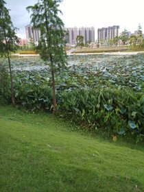 花神之靈，伊紫的回歸