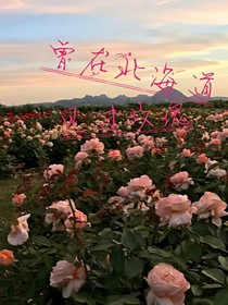 曾在北海道見過玫瑰