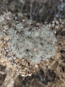 荆棘中的爬山虎