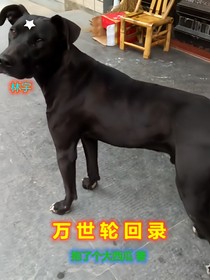 萬世輪回錄