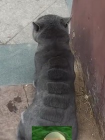 我的男友只是一只貓