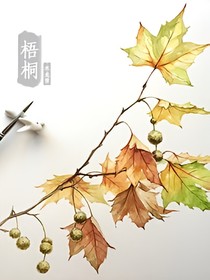 全明星：梧桐花開