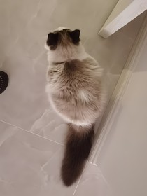 狐某想告辞