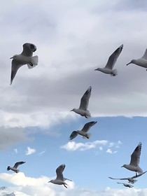 錦洺盛夏