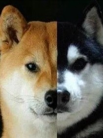 小奶狗大狼狗