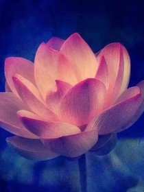 如何装一只小白花