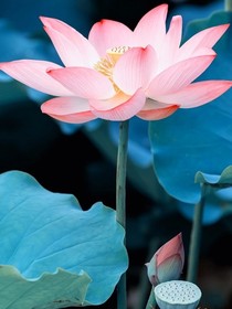 拜拜兔兔助手版貼吧