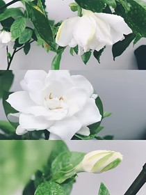 五月是你來(lái)的溫柔