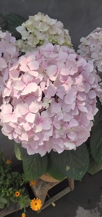 缘浅缘深