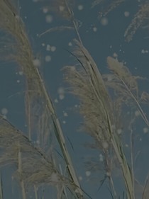 权主