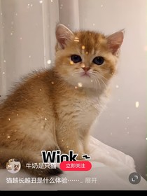 陈情令之类卿歌