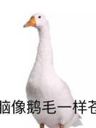 我的那些神奇器官们