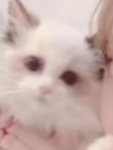 糟糕！家猫会发情！