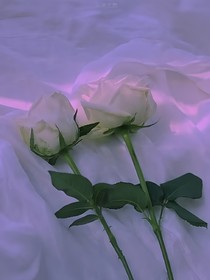 爱而迟暮