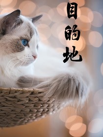 目的地（关于流浪猫的故事）